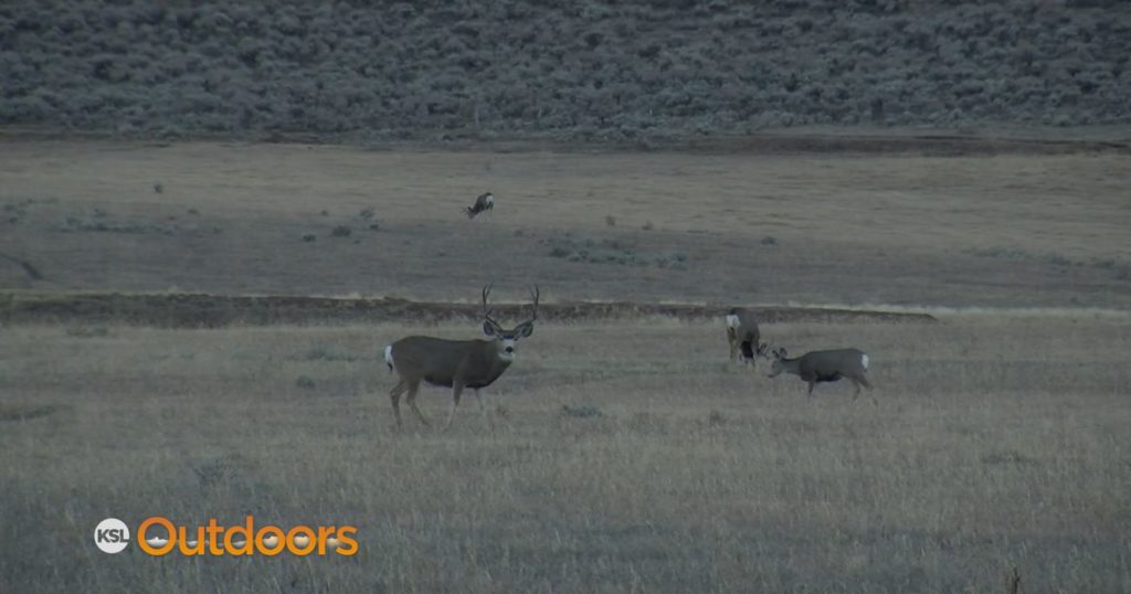 2022-general-season-deer-hunt-preview